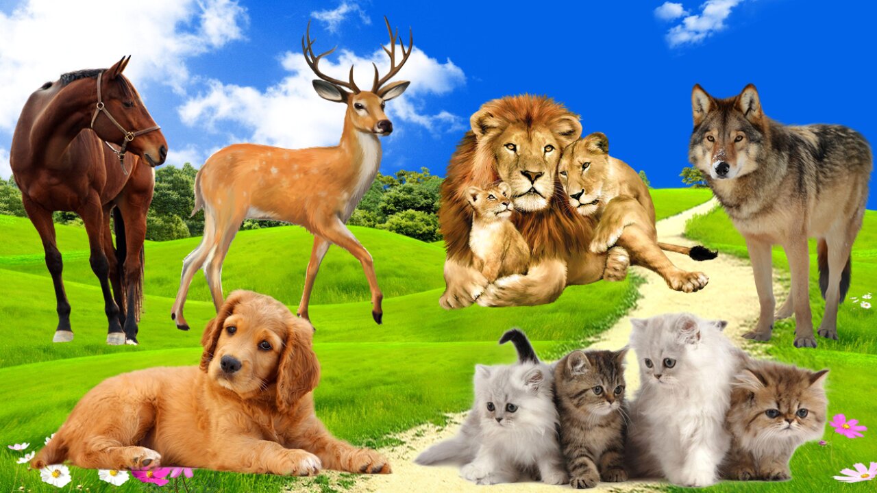 SOUND OF ANIMALS THAT CAN RUN FAST! Cat! Dog! Lion! Wolf! Horse! Deer!