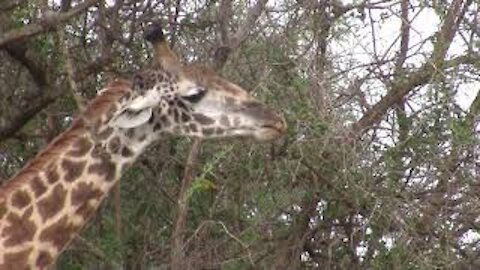 Giraffe Eating Acacia Leaves