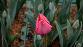 Black Creek Tulip festival