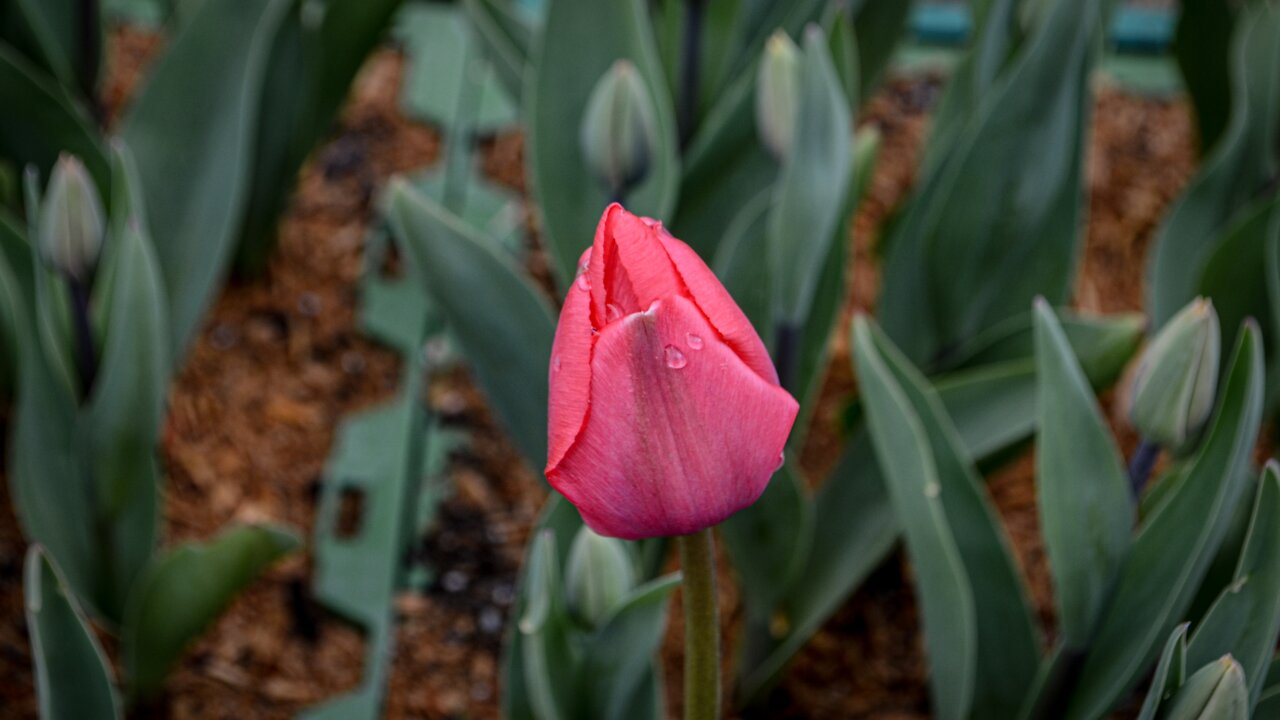 Black Creek Tulip festival