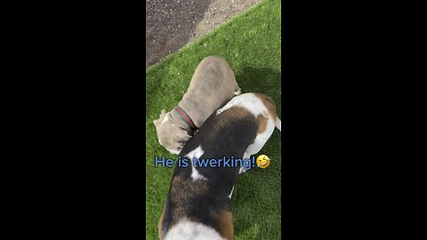 Twerking dog!!! 😂😂