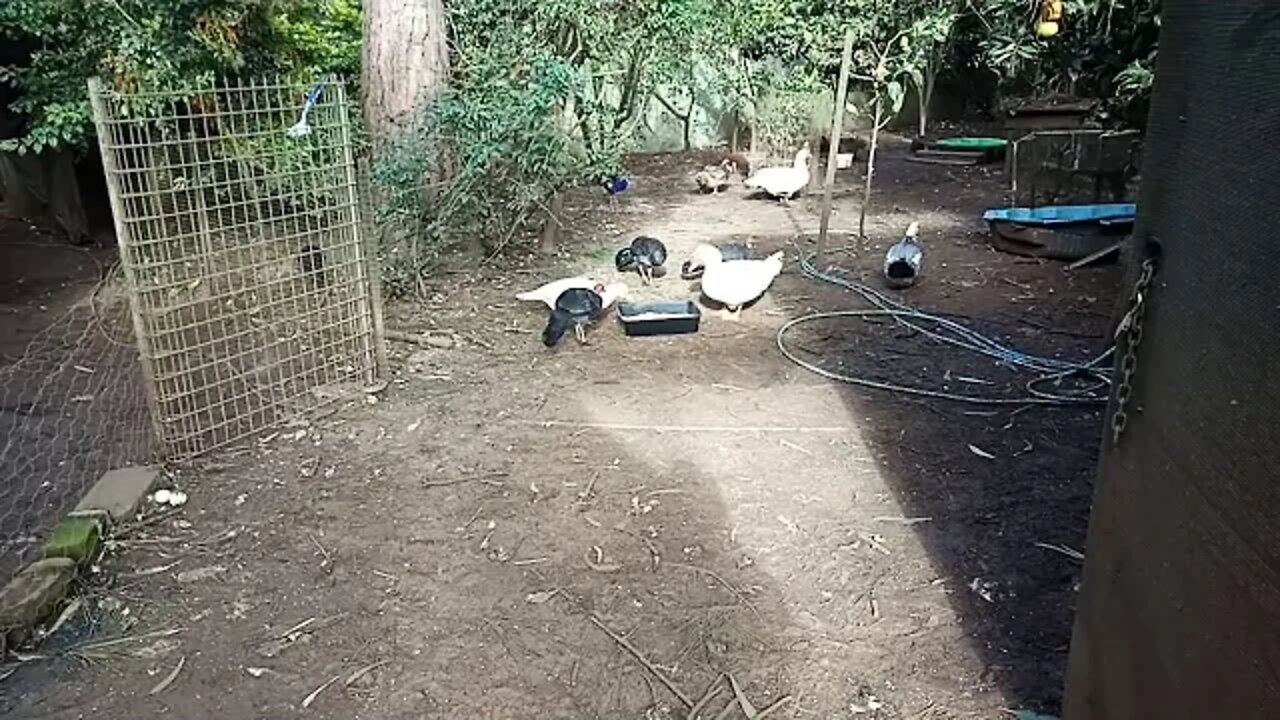 Australian bush Turkey's, 4 of them. 28/06/2020