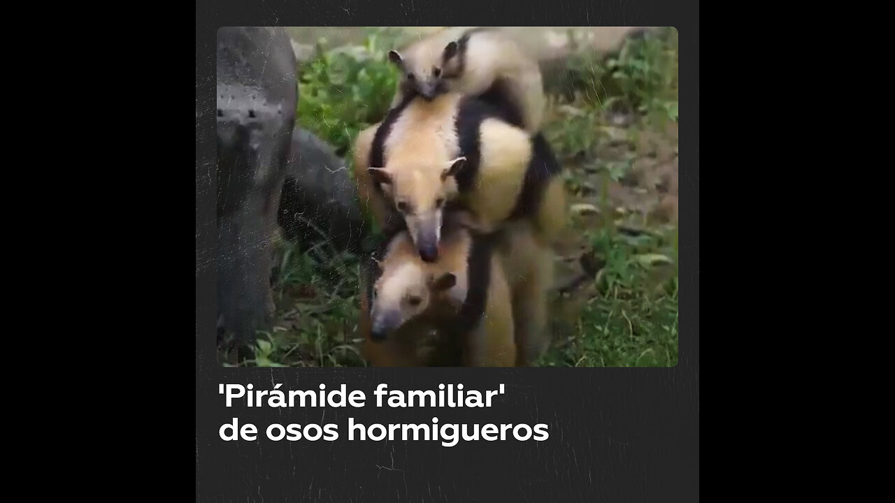 Oso hormiguero сarga a su familia sobre su espalda