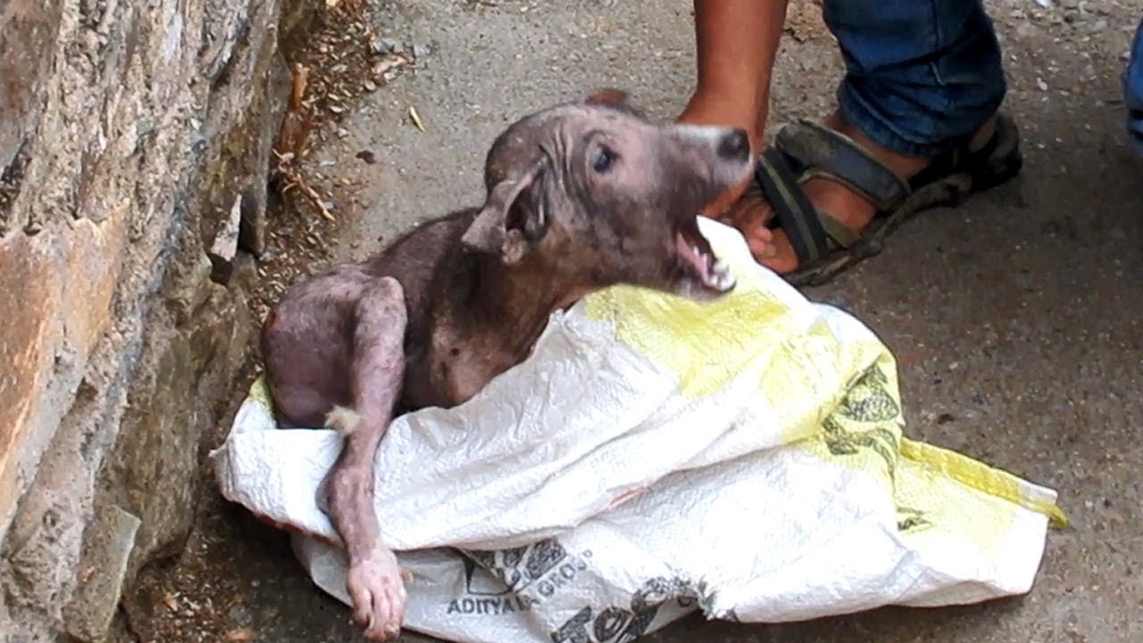 Terrified & in pain, puppy's amazing transformation after rescue.