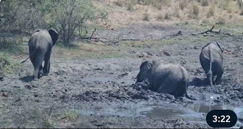 Elephant Helping An Elephant Get Unstuck