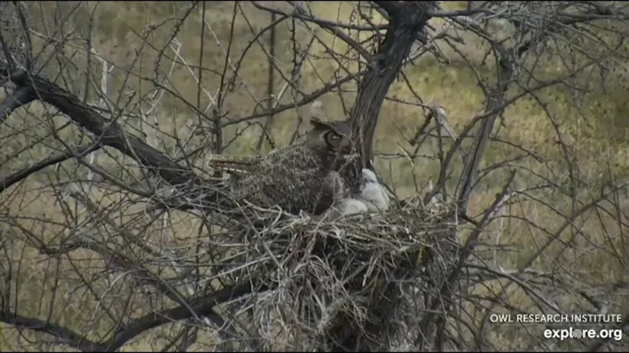 Rodger's Place-A Goose Too Close-Three Owlet Peek 🦉 4/21/22 07:16