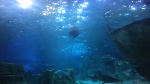 The aquarium & Beautiful fish