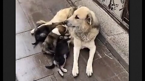 Feeding a family of stray dogs - HaloRock