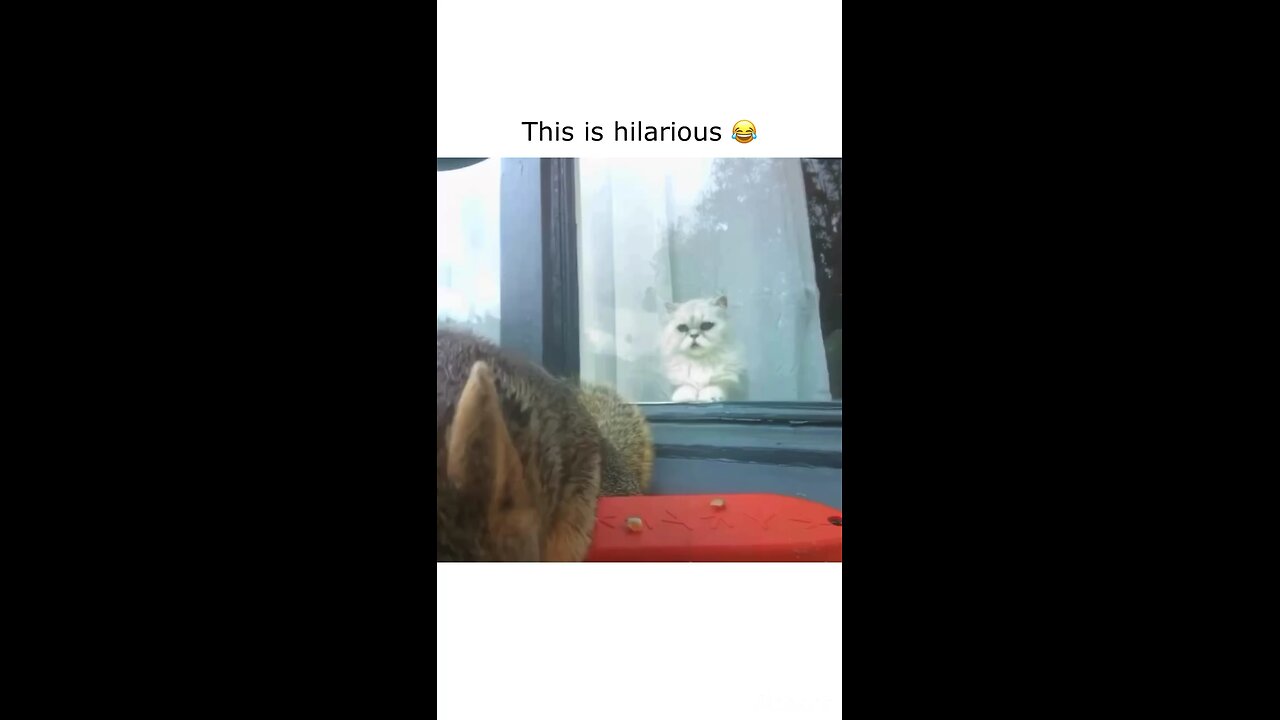 funny video