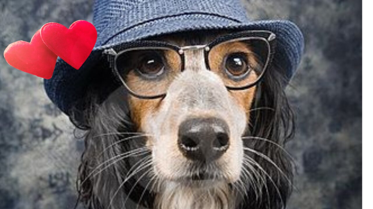 Dogs Doing Things That Will Make You Laugh😍😍😍😍 Part 46