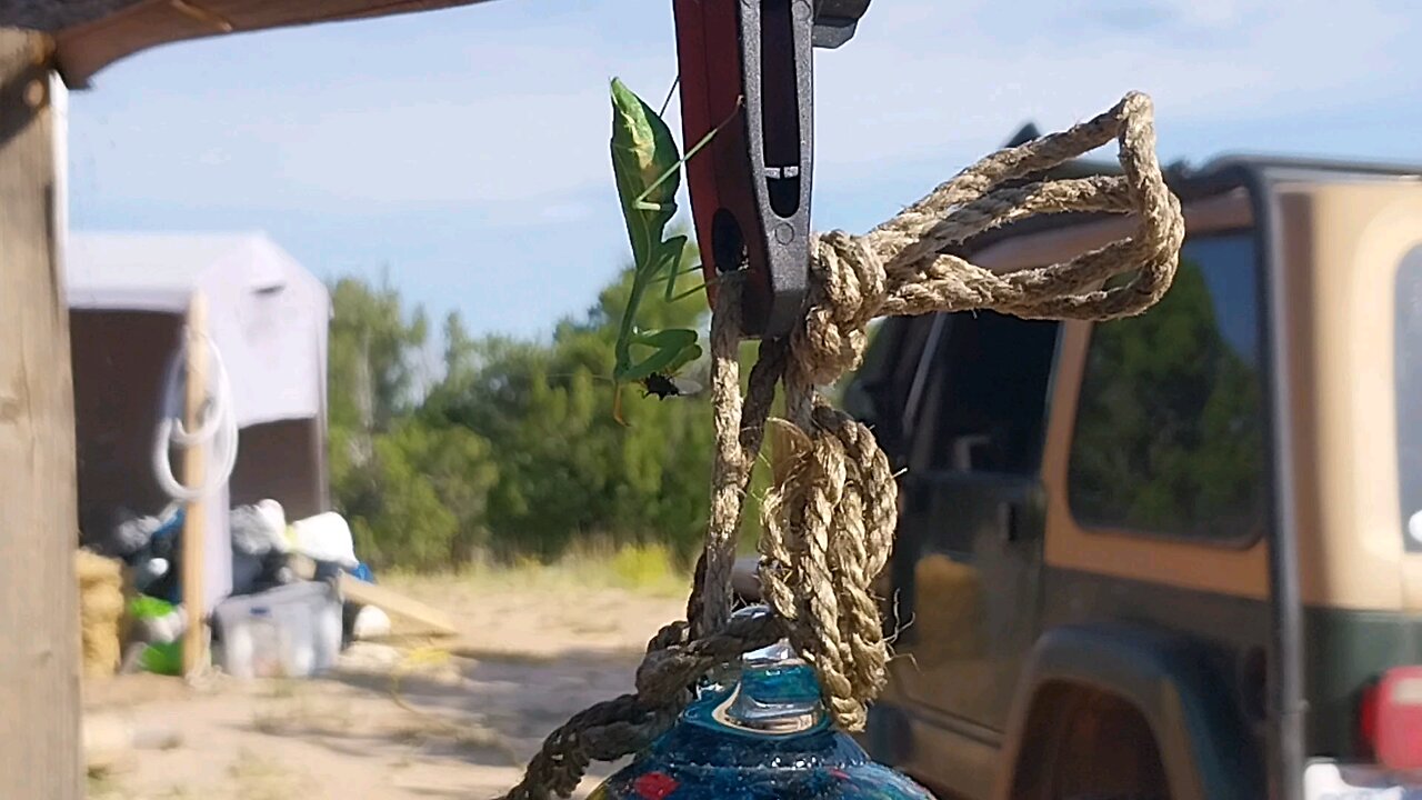 Praying Mantis eating a fly