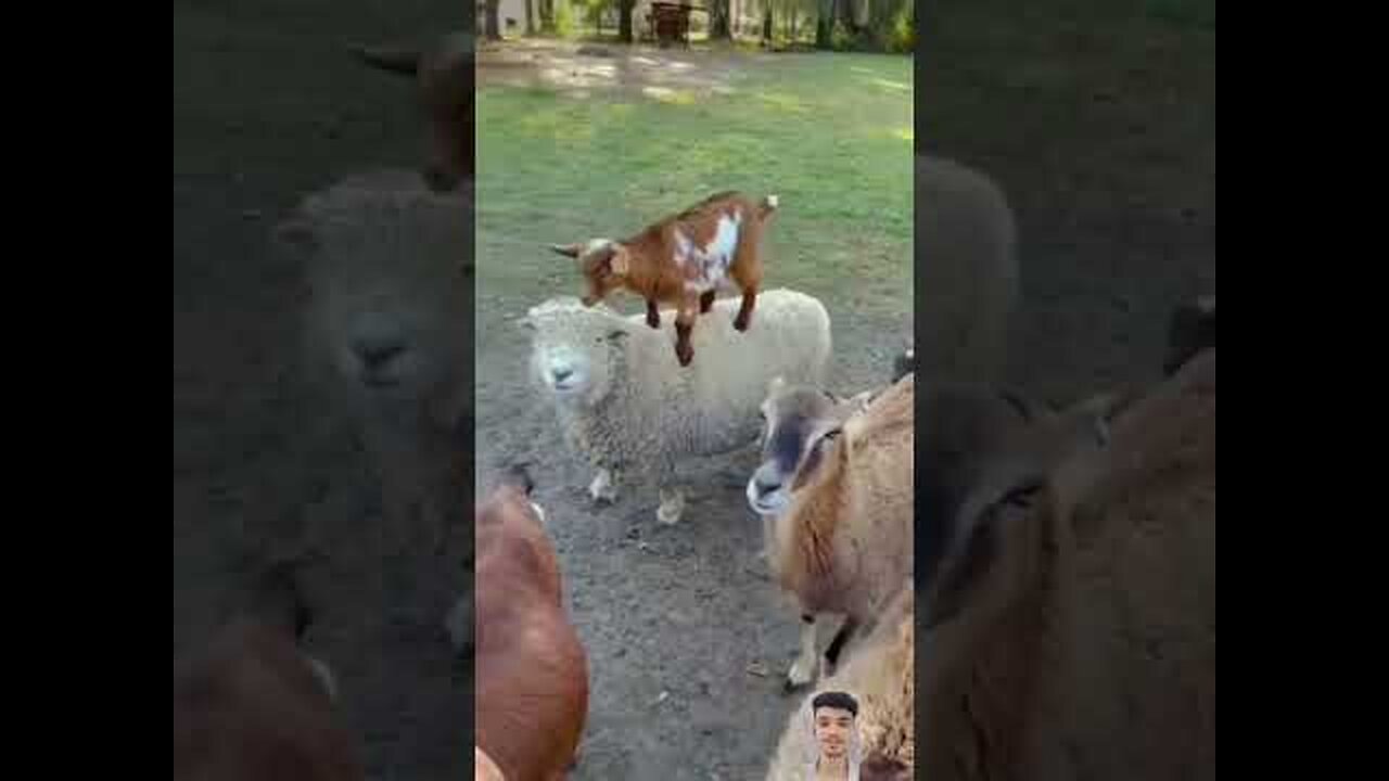 Most Funny And Cute Baby Goat 🐐