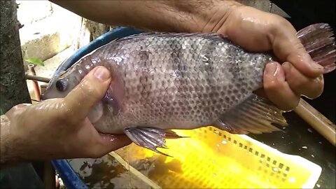 vale apena criar peixes numa Caixa d'água veja o resultado