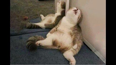 fanny cat/very funny cat