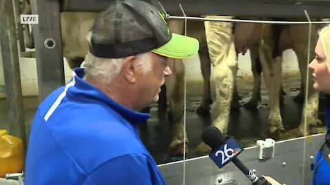 NBC 26's Jenna Bree milks a cow on National Farmers Day