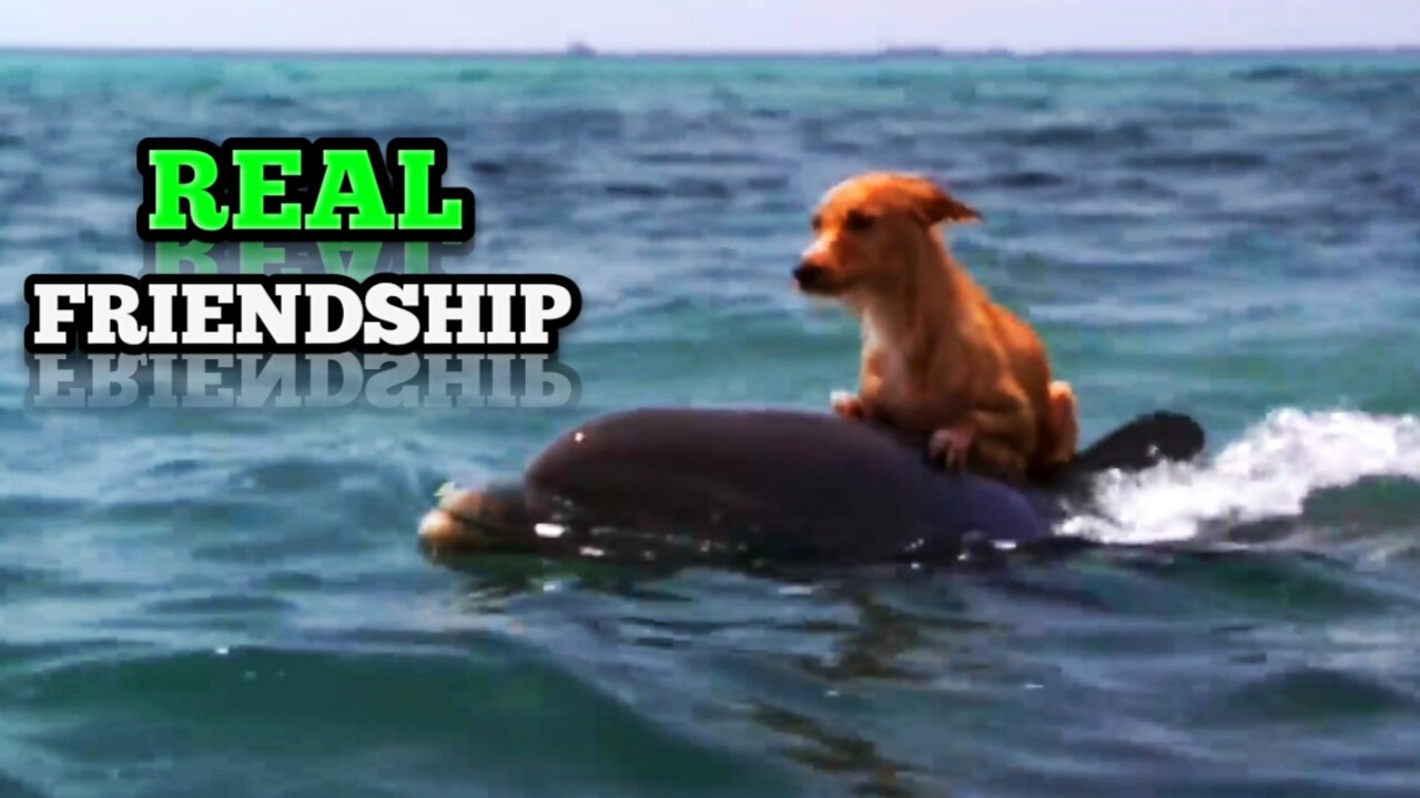 Friendship | Dolphin _ Dog Special Friendship |