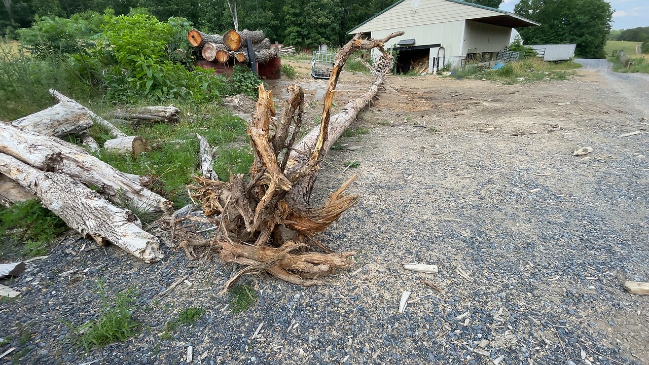 The pine that punched the hole in the barn