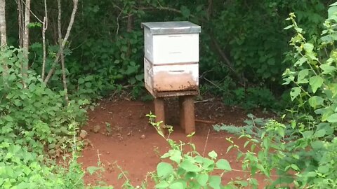 Apiário abelhas apis fazendo uma visitas as colméias