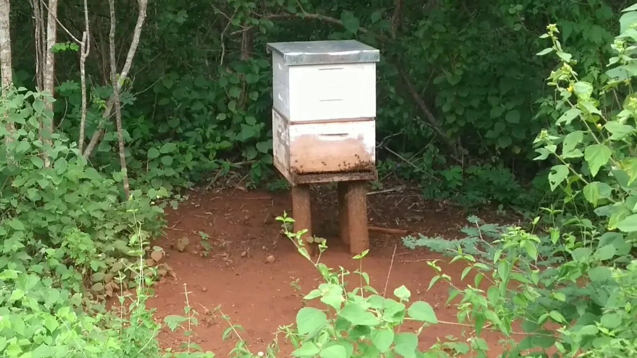 Apiário abelhas apis fazendo uma visitas as colméias