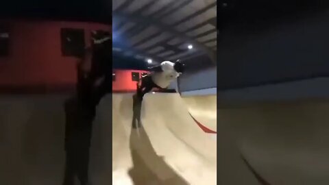 morreu mas passa bem #shorts #short