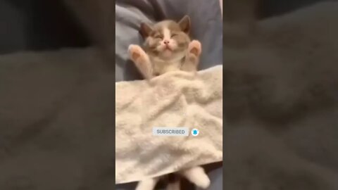 cute cat videos 😹 funny videos 😂☺️