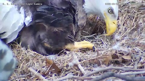 USS Eagles - Egg roll & Eaglet roll