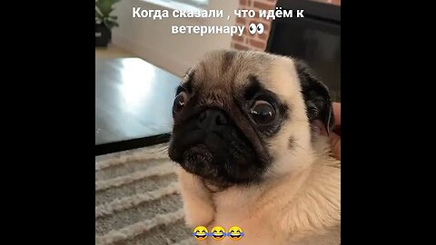 PUG IN SHOCK / FUNNIEST PUG / BEST /#pug