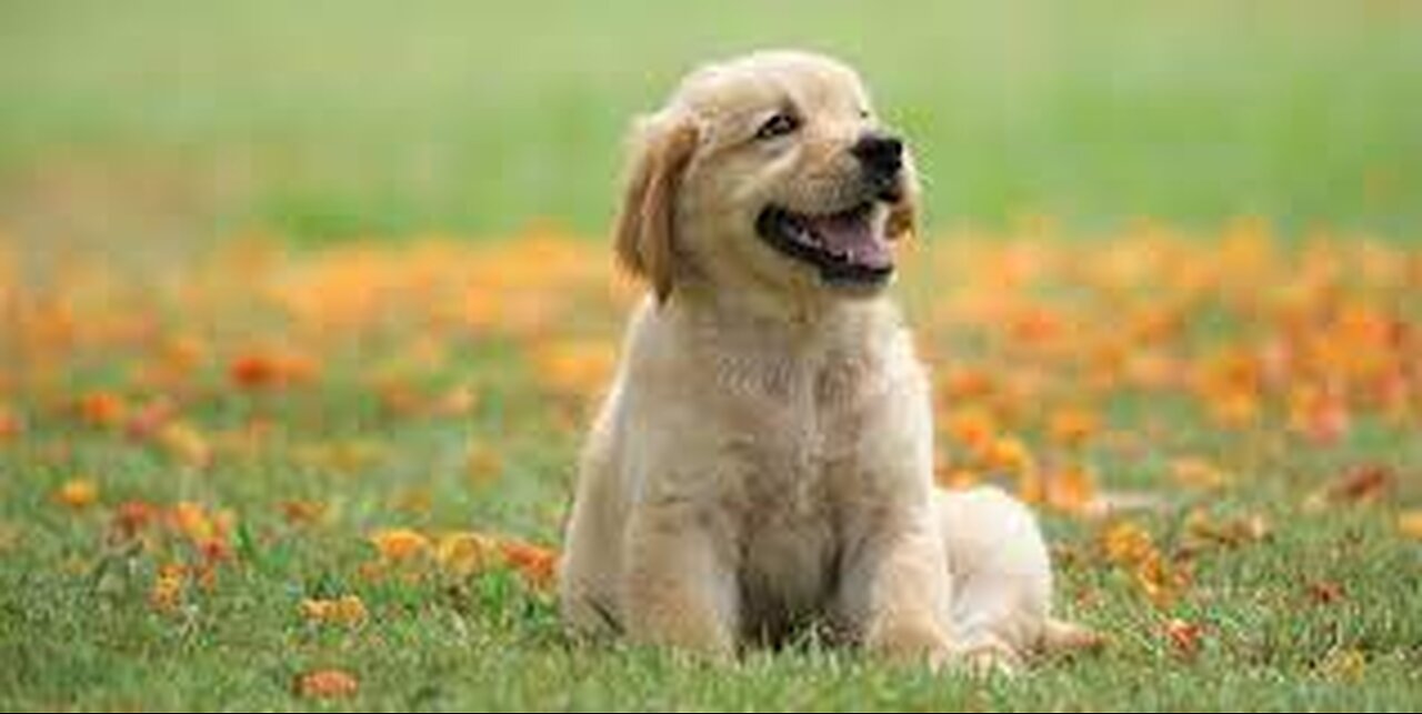 Top 10 Cutest Puppy Breeds