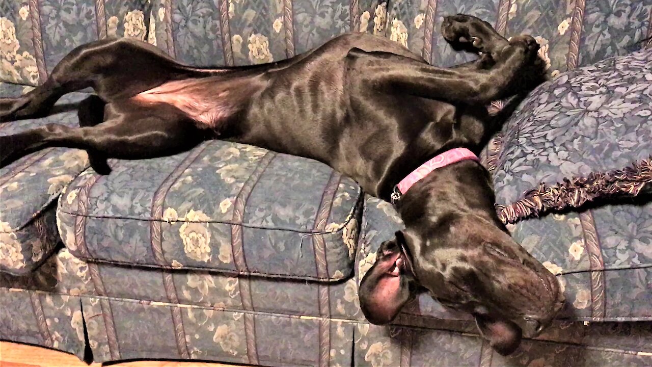 Puppy Hiccups In Her Sleep As She Takes Up The Entire Couch