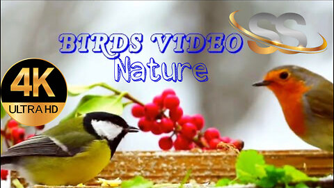 Birds Video || Beautiful Birds NATURE VIDEO