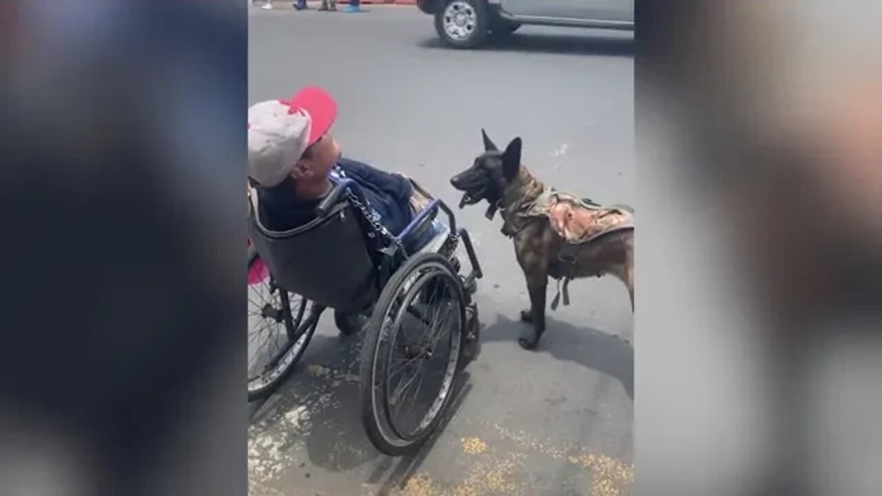 dog pushes owner's wheelchair across street