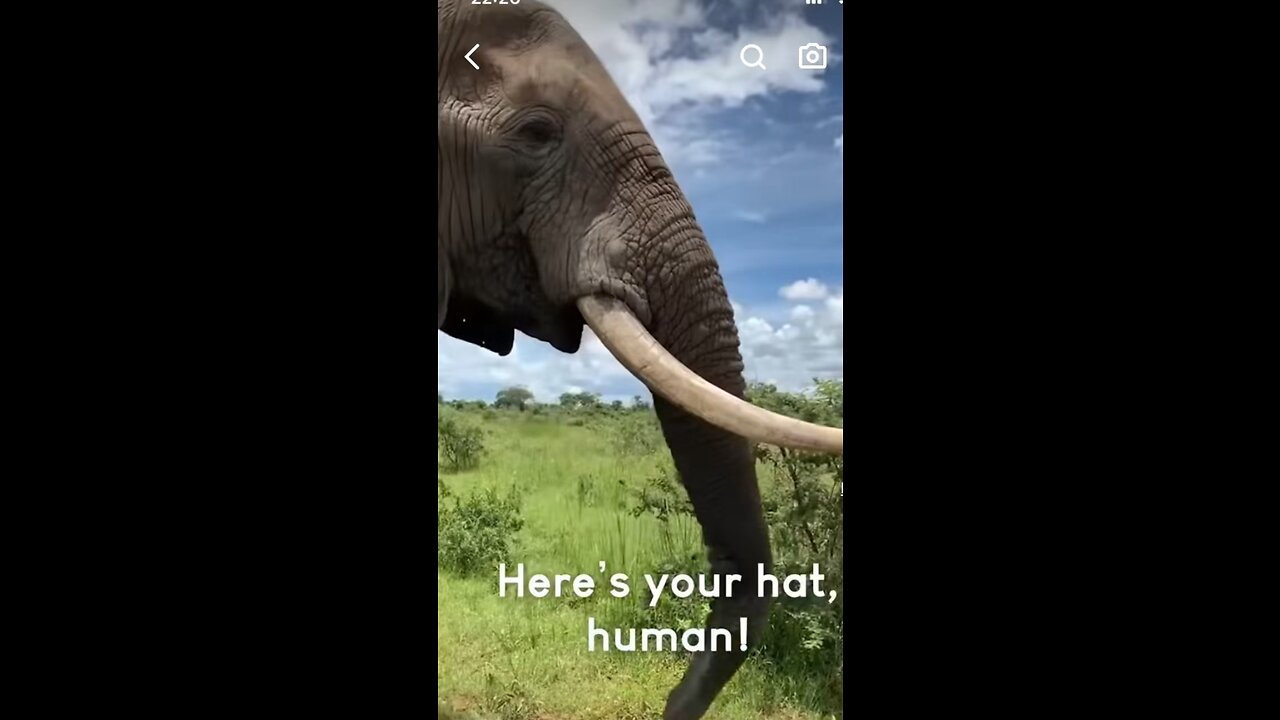 Elephant transaction