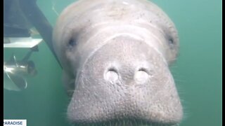 Nonprofit finding new ways to help manatee population