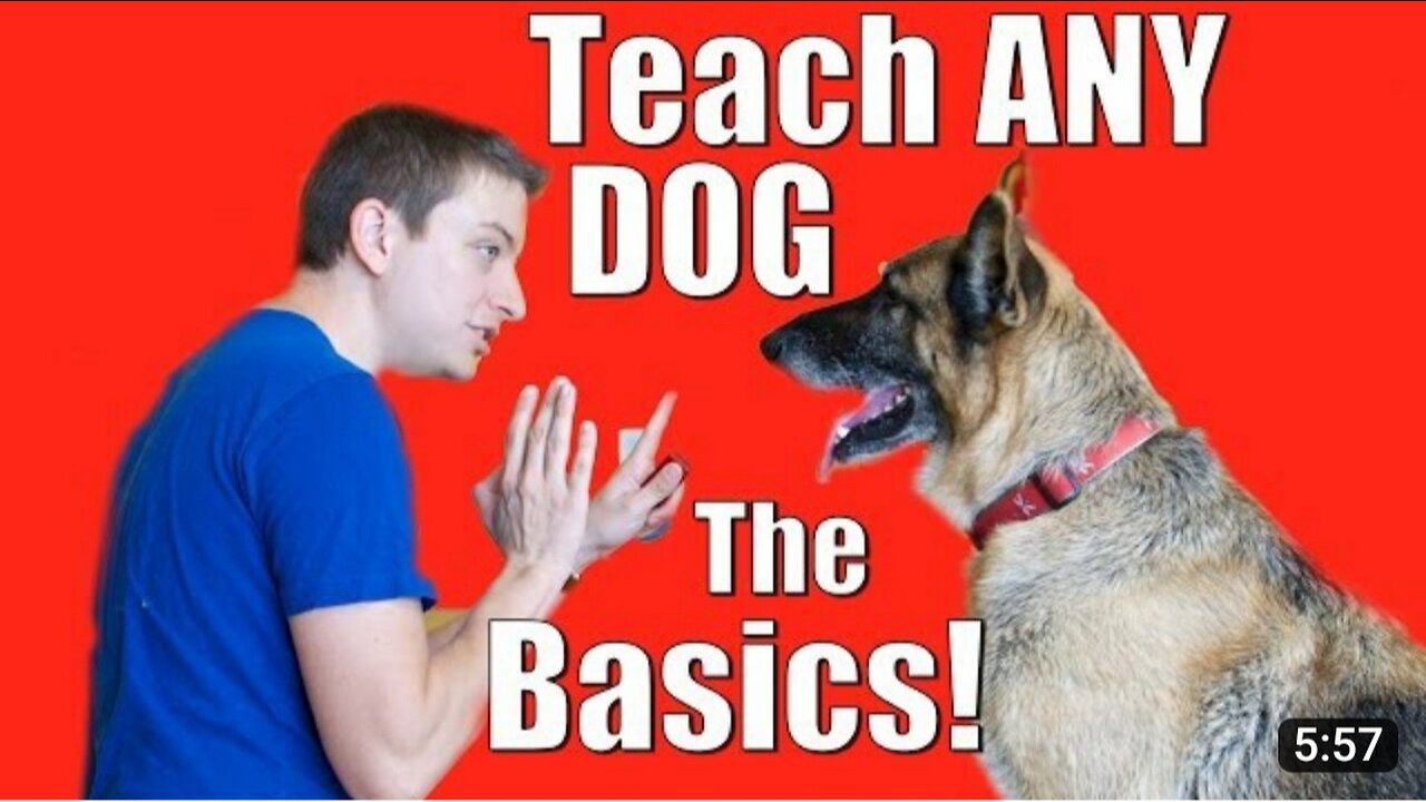 Dog Training 101:How to Train any Dog the Basics