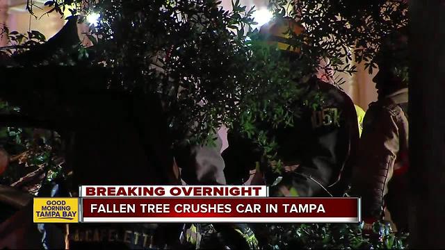 Driver dead after tree crushes car in Tampa