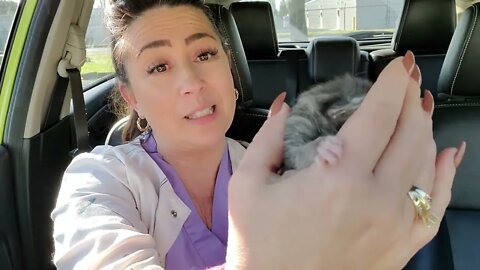 Lets go get a new kitten