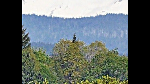 Alien in a Tree