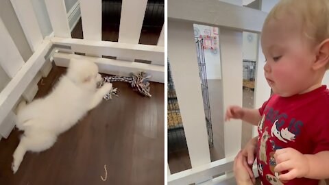 Baby Plays With Puppies At The Pet Store