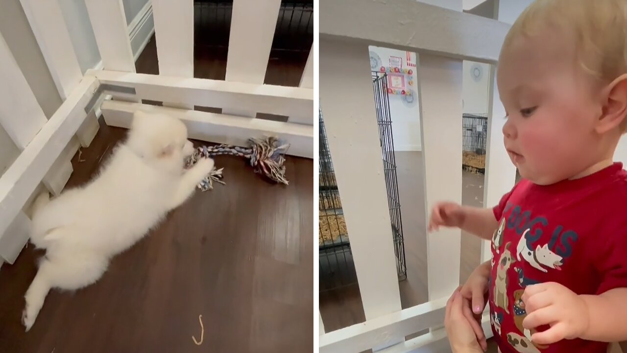 Baby Plays With Puppies At The Pet Store