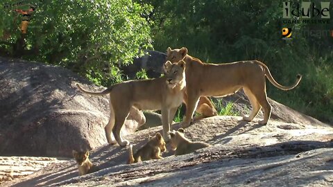 LIONS: Following The Pride 16: Leaving The Rocks