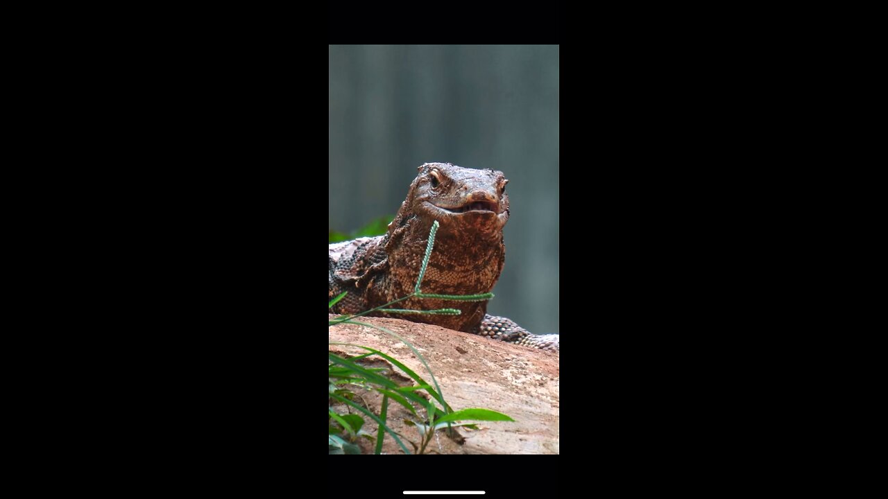 Unveiling the Giants: The Mighty Komodo Dragons