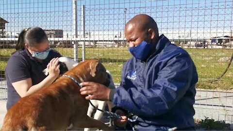 Animal welfare workers with Manenberg cat dogs