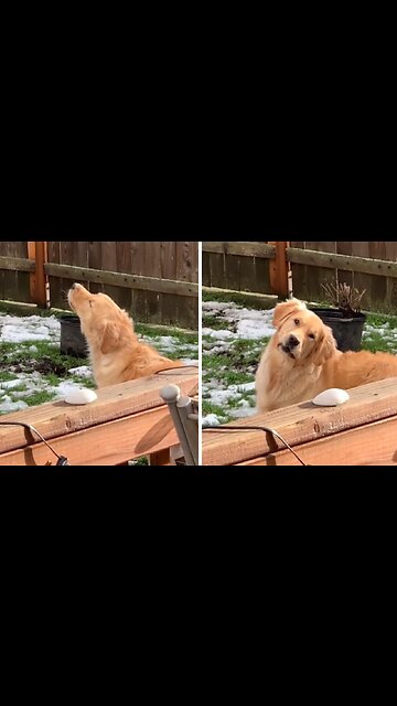 Firetruck Siren Sends Golden Retriever Into Howling Frenzy