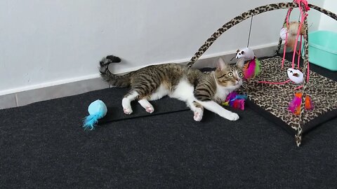 This Funny Cat Loves His Toys