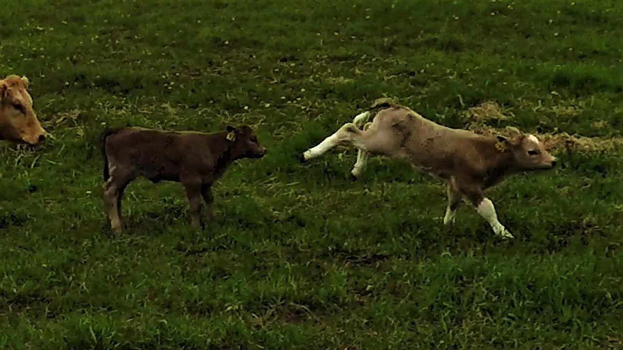 Newborn Calf Can't Contain Joy As He Frolics With Friend