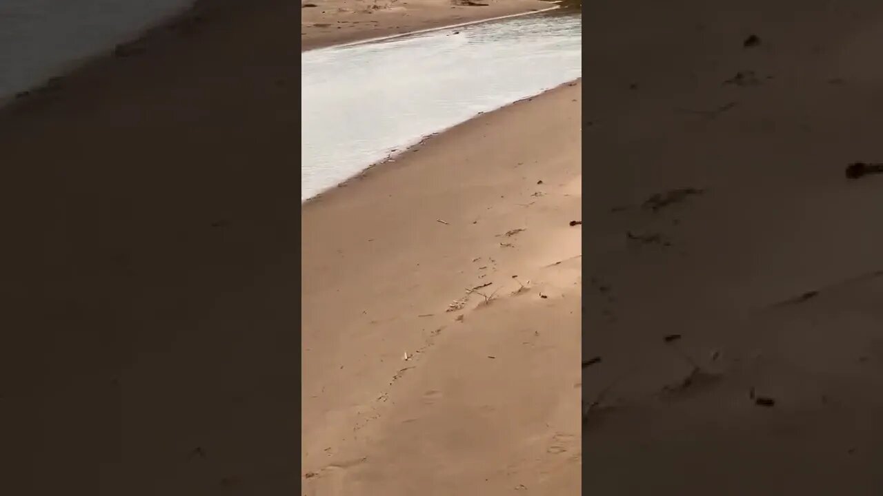 Beaching beaver