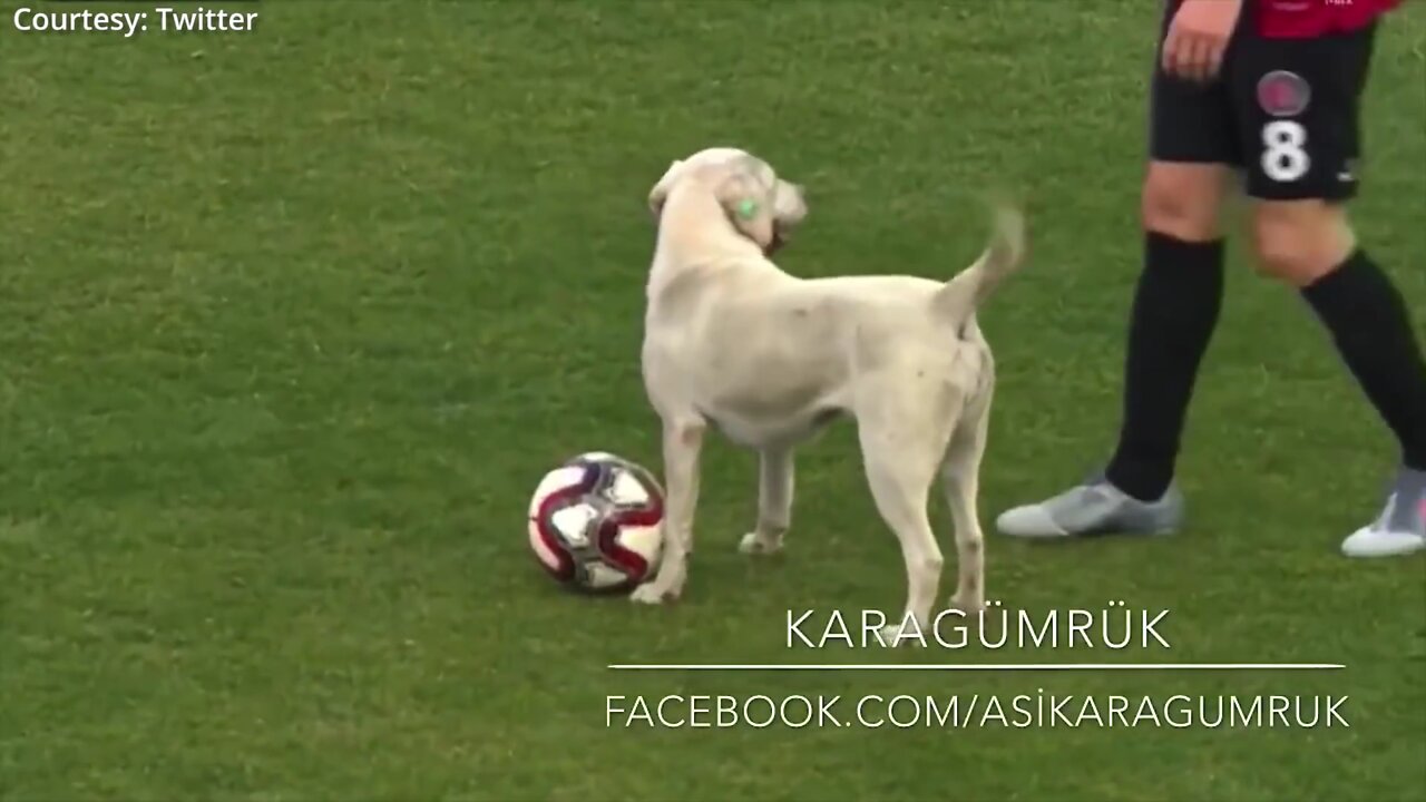 Canine interruption: How a dog brought a football match to a halt