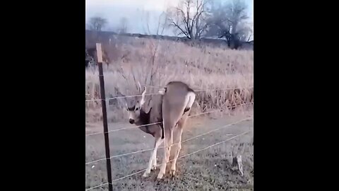 He brought his friends to meet his hero. 🦌 🦌🦌🦌🦌🦌🦌🦌🦌🦌🦌🦌🦌