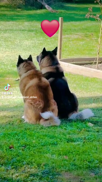 Love Birds | Akita Life