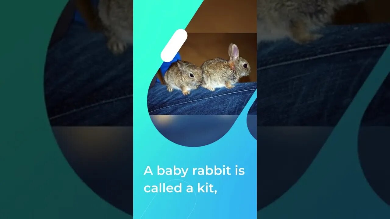 A baby rabbit is called